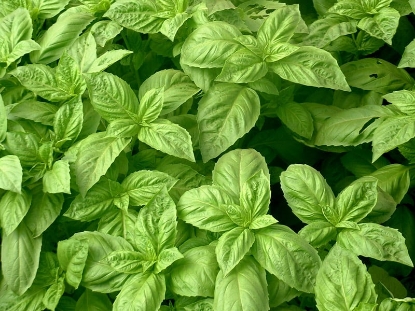 Picture of Organic Basil Nufar F1